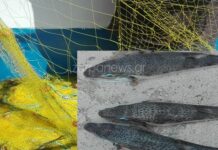 Κρήτη: Ψαριά γεμάτη λαγοκέφαλους – "Δείτε πως έκαναν τα δίχτυα μου"