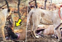 Λιοντάρι ανακαλύπτει ότι το ελάφι που μόλις έφαγε ήταν έγκυος, αυτό που κάνει στη συνέχεια ξεπερνάει κάθε λογική