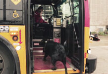 Σκύλος παίρνει μόνος του κάθε μέρα το λεωφορείο για να πάει βόλτα στο πάρκο