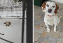 Σώθηκε σκυλάκι στην Λήμνο που το είχαν αφήσει δεμένο μέσα στο χιόνι (βίντεο)
