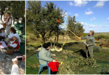 Το πιο καλό ελαιόλαδο στον κόσμο είναι για 1η φορά ελληνικό!