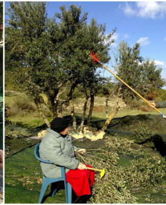 Το πιο καλό ελαιόλαδο στον κόσμο είναι για 1η φορά ελληνικό!
