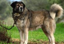 Ελληνικός Ποιμενικός: Ο μοναδικός σκύλος που παλεύει με την αρκούδα