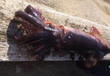 Κεφαλονιά: Έπιασε το καλαμάρι της χρονιάς – Έκπληκτος ο ψαράς από το μέγεθος και το βάρος του