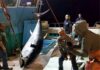 Ψάρεψαν τον μεγαλύτερο τόνο των ελληνικών θαλασσών – Εντυπωσιακές φωτογραφίες.