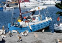 Γάτες: Γιατί πρέπει να μένουν μαζί μας – Πότε εξημερώθηκαν – Πόσες υπάρχουν.