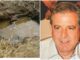 Δημήτρης Γραικός: «Ο θάνατός του οφείλεται σε βίαια αίτια» – Η πρώτη εκτίμηση του ιατροδικαστή