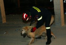 Φωκίδα: Ο σκύλος της 7ης ΕΜΑΚ βρήκε ηλικιωμένο που είχε εξαφανιστεί
