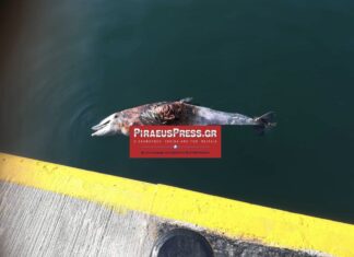 ΤΩΡΑ: Νεκρό δελφίνι στη Μαρίνα Ζέας – Χτυπημένο από προπέλα (ΣΚΛΗΡΕΣ ΦΩΤΟ)