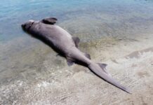 Ρόδος: Νεκρός καρχαρίας 436 κιλών (Photos)