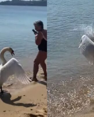 Κύκνος στη Σκιάθο κυνήγησε τουρίστρια που ήθελε να τον φωτογραφίσει (ΒΙΝΤΕΟ)
