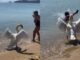 Κύκνος στη Σκιάθο κυνήγησε τουρίστρια που ήθελε να τον φωτογραφίσει (ΒΙΝΤΕΟ)