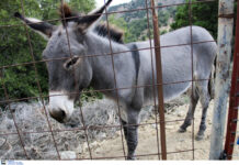 Βόλος: Κακοποίησε το γαϊδουράκι και ακολούθησαν οι αμίμητες δικαιολογίες του – "Έτσι κάνουμε και στους ανθρώπους".