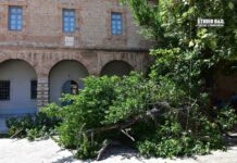 Έπεσε δέντρο στην πλατεία Συντάγματος του Ναυπλίου – video