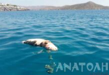 Ελούντα: Η ανατριχιαστική εικόνα στη θάλασσα πάγωσε τους πάντες – Σκότωσαν φώκια κατόπιν σχεδίου.