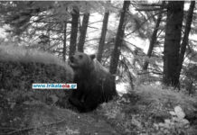 Πρωινή… λιγούρα. Αρκούδα επισκέφτηκε μελίσσια στα Τρίκαλα