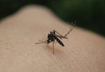 Ιός Δυτικού Νείλου: Πέντε κρούσματα της λοίμωξης στη χώρα μας