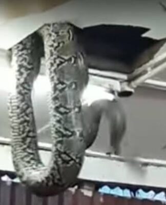 Τους έπεσε το φίδι στο κεφάλι και οι βουλευτές άρχισαν να τρέχουν.