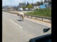 Θεσσαλονίκη: Συγκρούστηκε με Ι.Χ το άλογο που ήταν ελεύθερο στους δρόμους