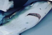 Σκόπελος: Ο γαλέος των 280 κιλών – Η μεγάλη ψαριά στο Αιγαίο που έγινε ανάρπαστη