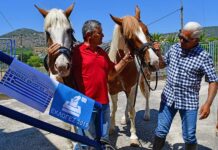 Καβαλάρηδες ψηφοφόροι στο Ναύπλιο: Με τα άλογα στην κάλπη (φωτογραφίες)
