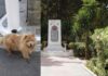 ΠΑΛΙΑ ΚΟΚΚΙΝΙΑ: Βρέθηκε σκυλί «τσόου τσόου» στο Τούρκικο Νεκροταφείο