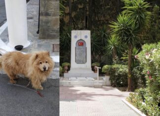 ΠΑΛΙΑ ΚΟΚΚΙΝΙΑ: Βρέθηκε σκυλί «τσόου τσόου» στο Τούρκικο Νεκροταφείο