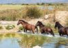 Πανέμορφες εικόνες από τα σπάνια άγρια άλογα του υδρότοπου του Λούρου