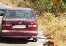 Βρέθηκε το αυτοκίνητο που είχαν δέσει σκύλο και τον έσερναν – Άφαντος ο οδηγός