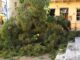 Ναύπλιο: Τεράστιο πεύκο έπεσε στην Πλατεία Συντάγματος.