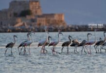 Γέμισε φλαμίνγκο το Ναύπλιο – Πανέμορφες εικόνες.