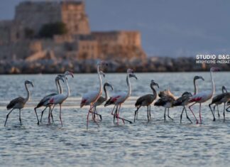 Γέμισε φλαμίνγκο το Ναύπλιο – Πανέμορφες εικόνες.