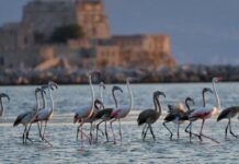 Φωτογραφίες: Το Ναύπλιο γέμισε με φλαμίνγκο