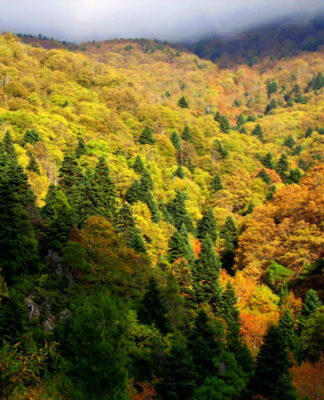 Εύβοια: Το δάσος Natura που κάηκε ήταν ένα από τα 19 αισθητικά δάση της Ελλάδας (pics)