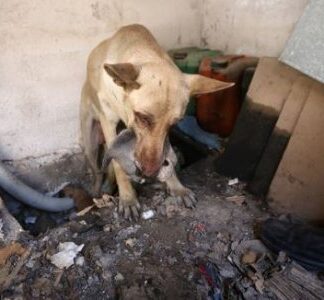 Η ηρωική σκυλίτσα που έσωσε τα κουτάβια της από τη φωτιά στον Υμηττό