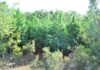 Εικόνες από τη χασισοφυτεία – μαμούθ στην Αμφίκλεια.