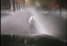 Αρκούδα έτρεχε μέσα σε χωριό της Κοζάνης (ΒΙΝΤΕΟ)