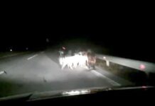 Κοζάνη: Κοπάδι με κατσίκια "βολτάρει" στην Εγνατία.
