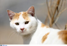 Οι γάτες δημιουργούν δεσμούς με τους ανθρώπους – Τι δείχνει έρευνα