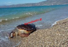Κόρινθος: Κι άλλη χελώνα "καρέτα καρέτα" βρέθηκε νεκρή στην παραλία. video