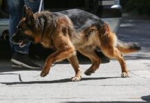 Ηράκλειο: Το λυκόσκυλο της οικογένειας έστειλε στο χειρουργείο το 7χρονο παιδί τους – Η άγρια επίθεση.