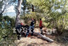Εύβοια: Κορμός δέντρου καταπλάκωσε γυναίκα από τη μια στιγμή στην άλλη – Στο νοσοκομείο σοβαρά τραυματισμένη