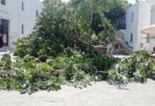 Πάρος: Δέντρο καταπλάκωσε άνθρωπο στην είσοδο της Εκατονταπυλιανής.