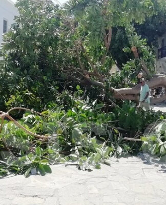 Πάρος: Δέντρο καταπλάκωσε άνθρωπο στην είσοδο της Εκατονταπυλιανής.