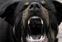 Γλυκά Νερά: Βρέφος τριών μηνών νεκρό από επίθεση ροτβάιλερ