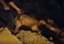 Κρήτη: Διάσωση σκύλου που έπεσε από γέφυρα – Χειροκροτήματα στο τέλος της επιχείρησης – video