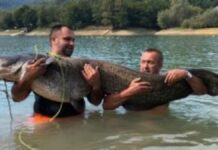 Ψαράδες έπιασαν γατόψαρο για… Γκίνες