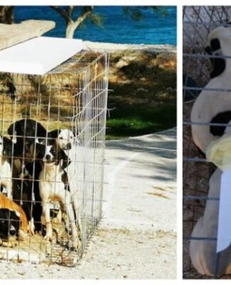 ΠΑΡΟΣ: Σε κλουβί βρέθηκαν 9 κουτάβια και ένα μήνυμα που σοκάρει (ΦΩΤΟ)