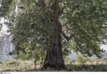 Θεσσαλονίκη: Πλάτανος ηλικίας 828 ετών στην πόλη – Τα τέσσερα υπεραιωνόβια δέντρα.