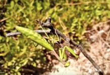 Αλογάκι της Παναγίας καταβροχθίζει λιβελούλα στο Σχοινιά.